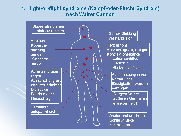 1. fight-or-flight syndrome (Kampf-oder-Flucht Syndrom) nach Walter Cannon 