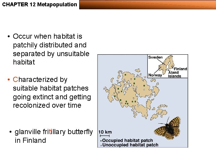 CHAPTER 12 Metapopulation • Occur when habitat is patchily distributed and separated by unsuitable