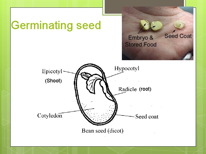 Germinating seed (Shoot) (root) 