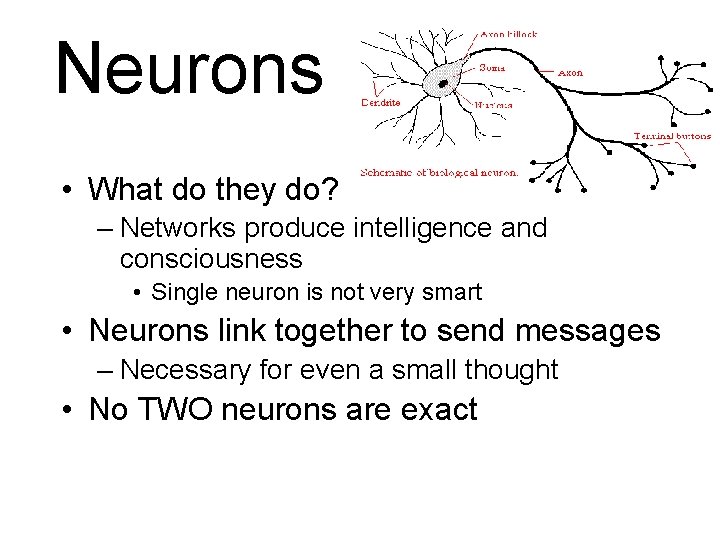 Neurons • What do they do? – Networks produce intelligence and consciousness • Single Neurons • What do they do? – Networks produce intelligence and consciousness • Single