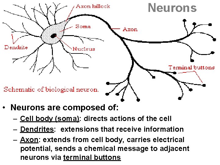 Neurons • Neurons are composed of: – Cell body (soma): directs actions of the Neurons • Neurons are composed of: – Cell body (soma): directs actions of the
