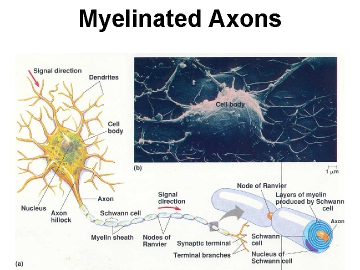 Myelinated Axons Myelinated Axons