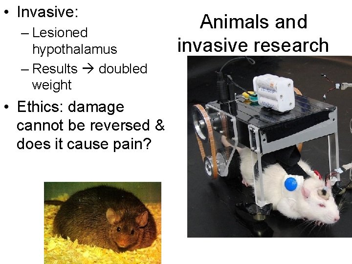 • Invasive: – Lesioned hypothalamus – Results doubled weight • Ethics: damage cannot • Invasive: – Lesioned hypothalamus – Results doubled weight • Ethics: damage cannot