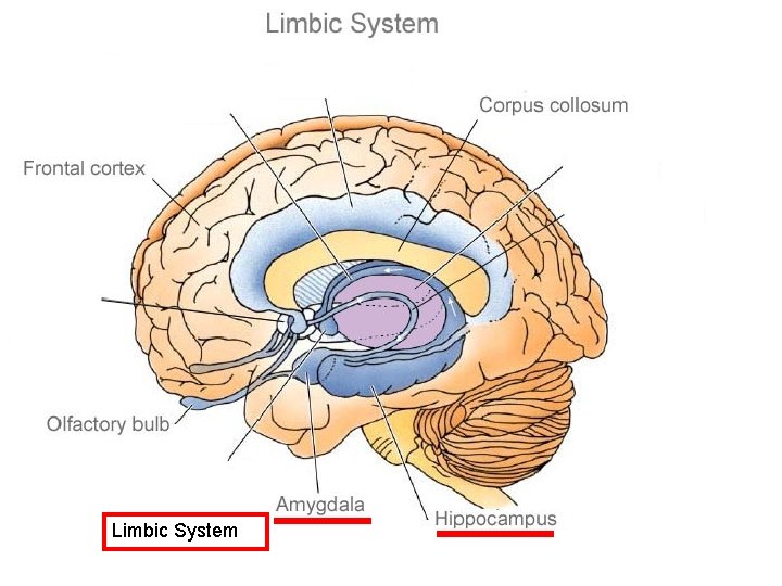 Limbic System Limbic System