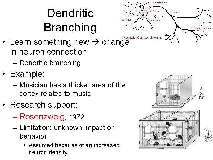 Dendritic Branching • Learn something new change in neuron connection – Dendritic branching • Dendritic Branching • Learn something new change in neuron connection – Dendritic branching •