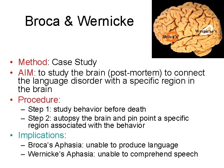 Broca & Wernicke • Method: Case Study • AIM: to study the brain (post-mortem) Broca & Wernicke • Method: Case Study • AIM: to study the brain (post-mortem)