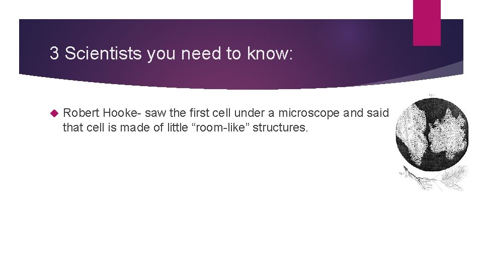 3 Scientists you need to know: Robert Hooke- saw the first cell under a