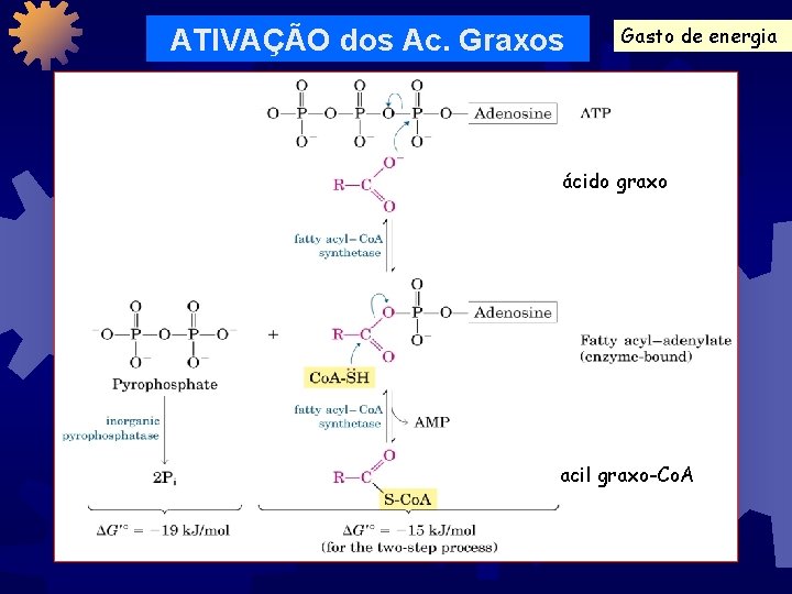 ATIVAÇÃO dos Ac. Graxos Gasto de energia ácido graxo acil graxo-Co. A 