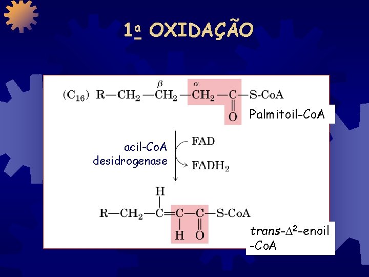 1 a OXIDAÇÃO Palmitoil-Co. A acil-Co. A desidrogenase trans- 2 -enoil -Co. A 