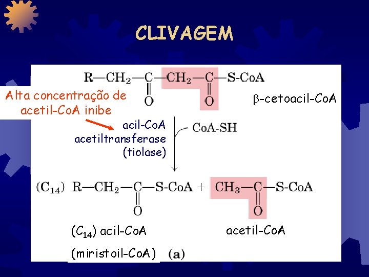 CLIVAGEM Alta concentração de acetil-Co. A inibe -cetoacil-Co. A acetiltransferase (tiolase) (C 14) acil-Co.