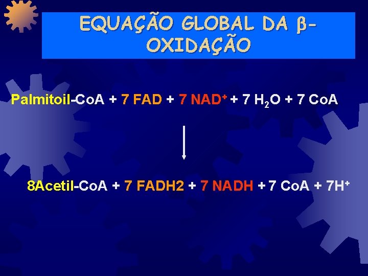 EQUAÇÃO GLOBAL DA OXIDAÇÃO Palmitoil-Co. A + 7 FAD + 7 NAD+ + 7