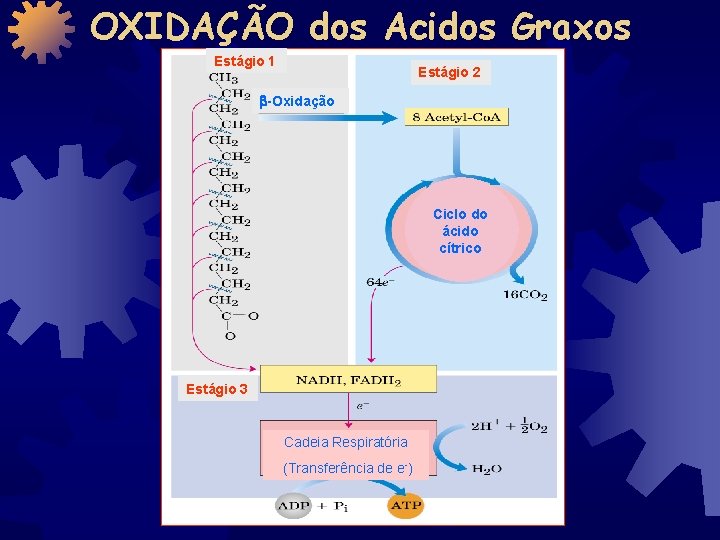 OXIDAÇÃO dos Acidos Graxos Estágio 1 Estágio 2 -Oxidação Ciclo do ácido cítrico Estágio