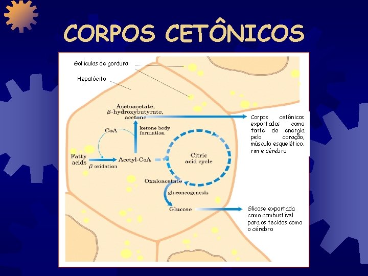 CORPOS CETÔNICOS Gotículas de gordura Hepatócito Corpos cetônicos exportados como fonte de energia pelo
