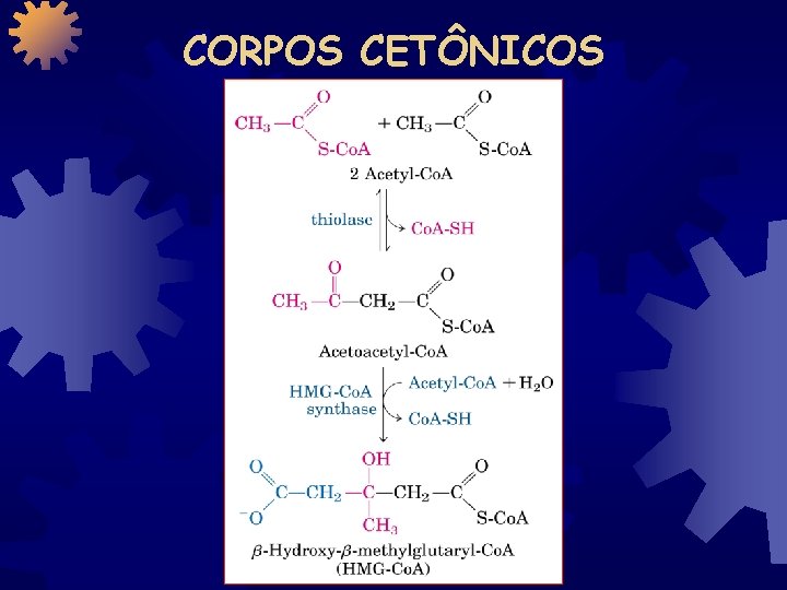 CORPOS CETÔNICOS 