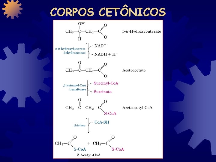 CORPOS CETÔNICOS 