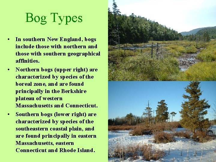 Southern New England Habitats IV Bog Definition Bogs