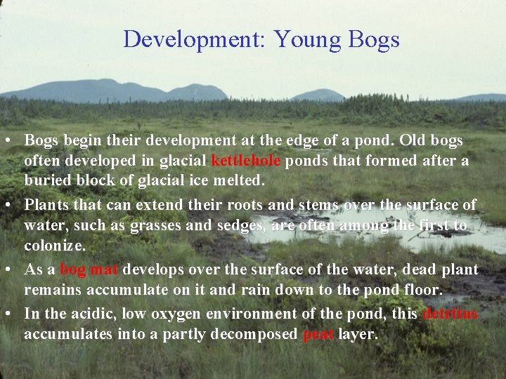 Southern New England Habitats IV Bog Definition Bogs