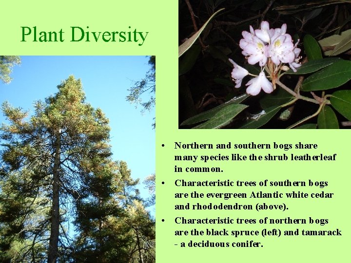 Southern New England Habitats IV Bog Definition Bogs