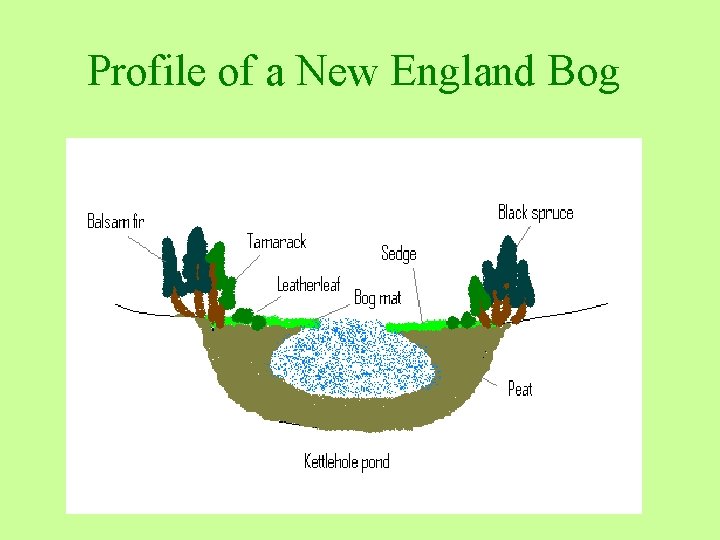 Southern New England Habitats IV Bog Definition Bogs
