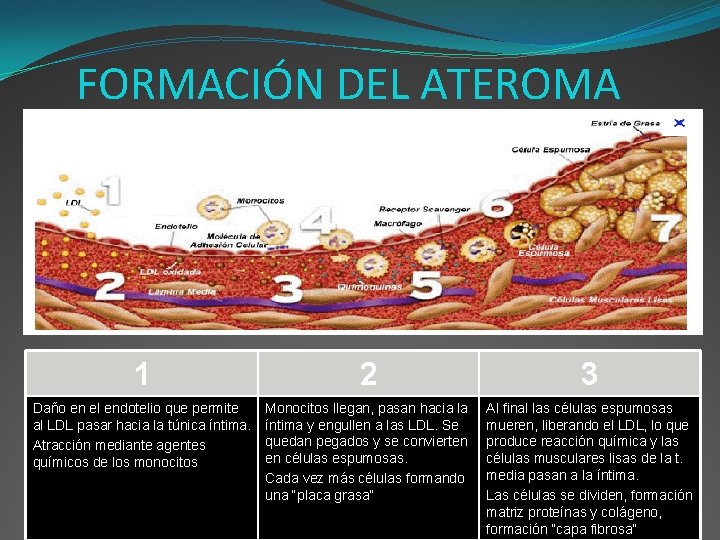 FORMACIÓN DEL ATEROMA 1 2 3 Daño en el endotelio que permite al LDL