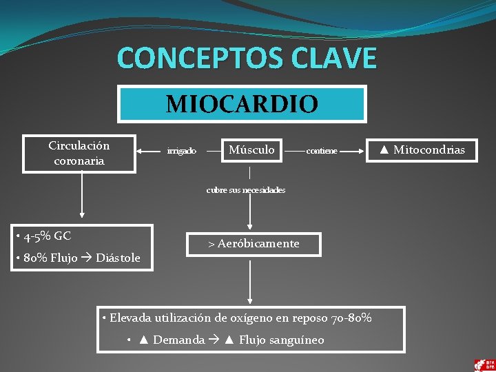 CONCEPTOS CLAVE MIOCARDIO Circulación coronaria irrigado Músculo contiene cubre sus necesidades • 4 -5%