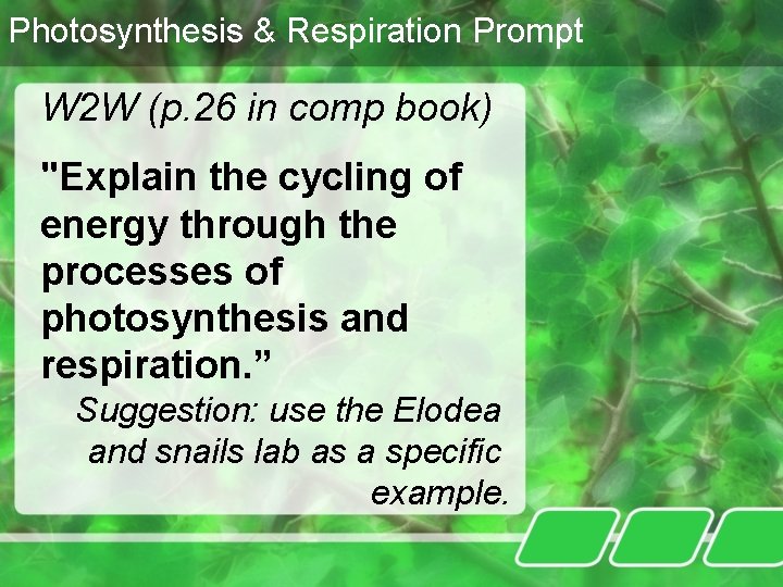 Photosynthesis & Respiration Prompt W 2 W (p. 26 in comp book) "Explain the