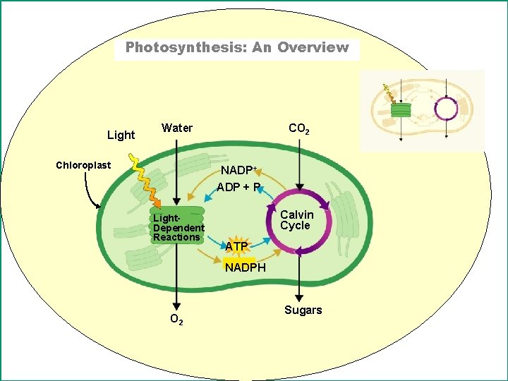 Photosynthesis: An Overview Light Water Chloroplast CO 2 NADP+ ADP + P Light. Dependent