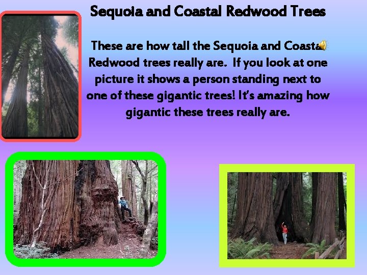Sequoia and Coastal Redwood Trees These are how tall the Sequoia and Coastal Redwood