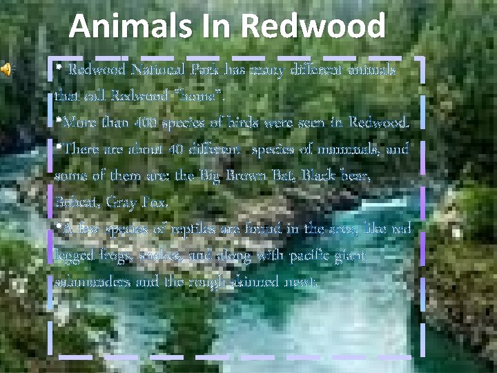 Animals In Redwood • Redwood National Park has many different animals that call Redwood