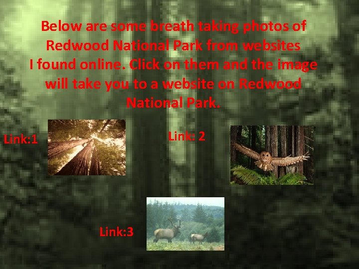 Below are some breath taking photos of Redwood National Park from websites I found