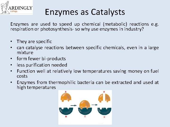 Enzymes as Catalysts Enzymes are used to speed up chemical (metabolic) reactions e. g.