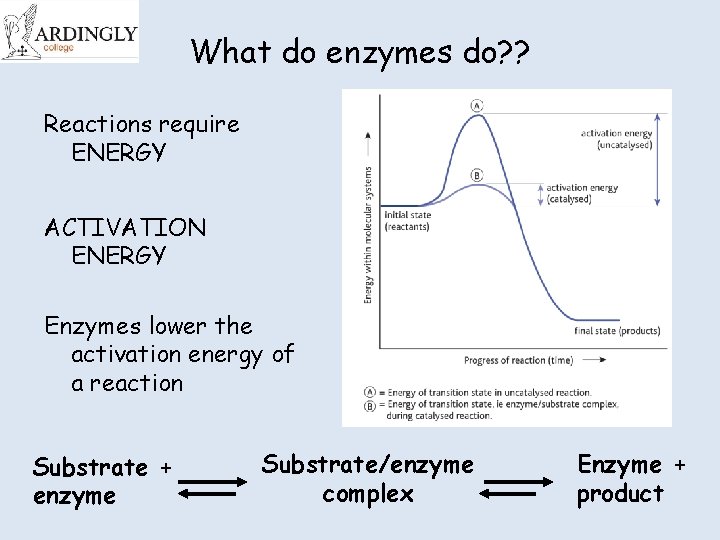 What do enzymes do? ? Reactions require ENERGY ACTIVATION ENERGY Enzymes lower the activation