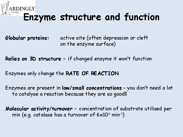 Enzyme structure and function Globular proteins: active site (often depression or cleft on the