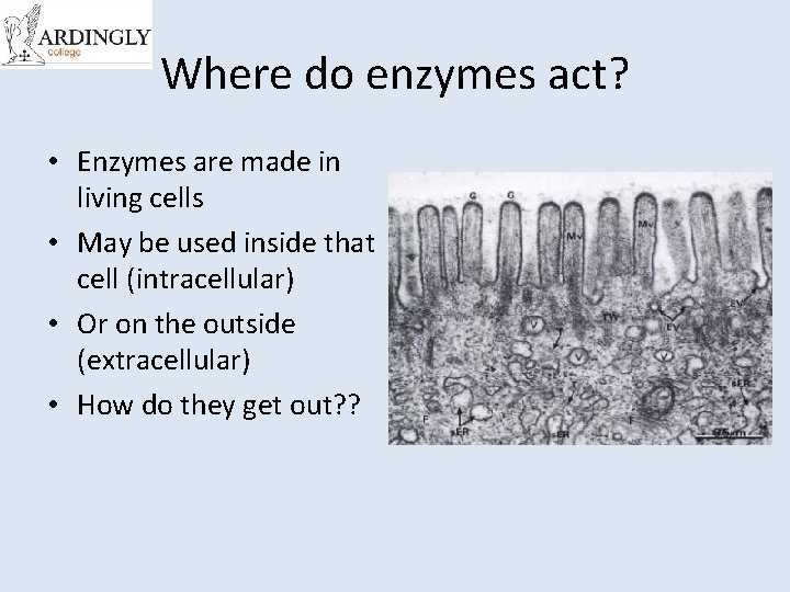 Where do enzymes act? • Enzymes are made in living cells • May be