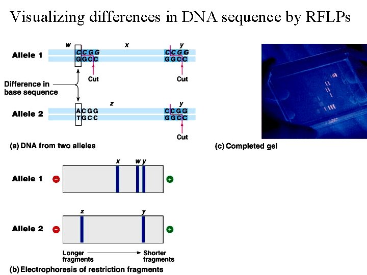 Visualizing differences in DNA sequence by RFLPs 