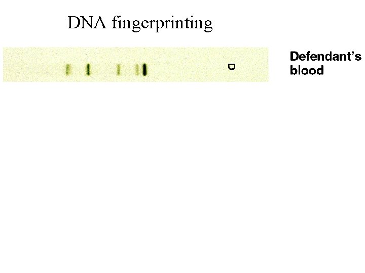 DNA fingerprinting 