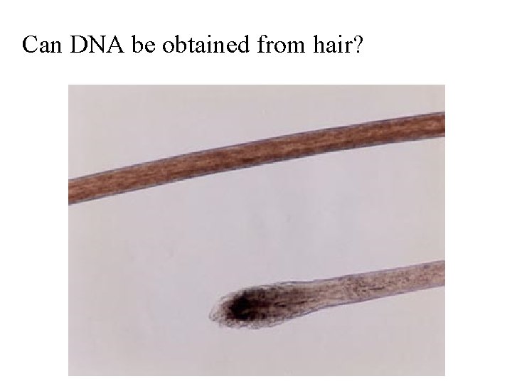 Can DNA be obtained from hair? 