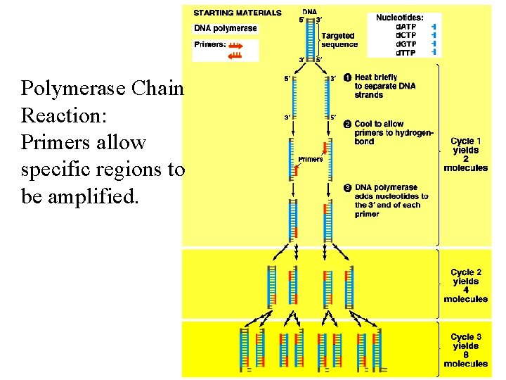 Polymerase Chain Reaction: Primers allow specific regions to be amplified. 