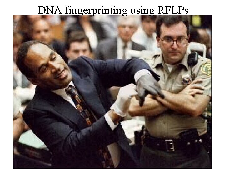 DNA fingerprinting using RFLPs 