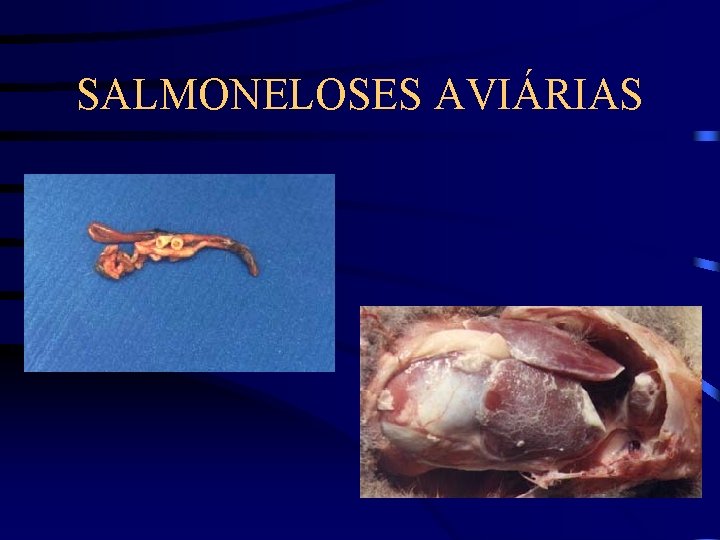 SALMONELOSES AVIÁRIAS 