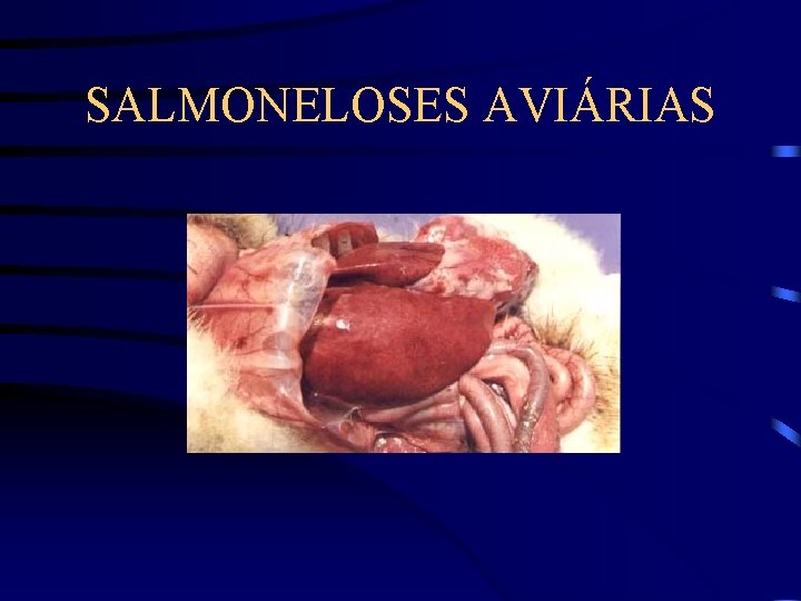 SALMONELOSES AVIÁRIAS 