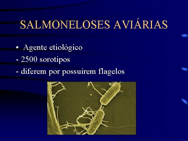 SALMONELOSES AVIÁRIAS • Agente etiológico - 2500 sorotipos - diferem por possuírem flagelos 