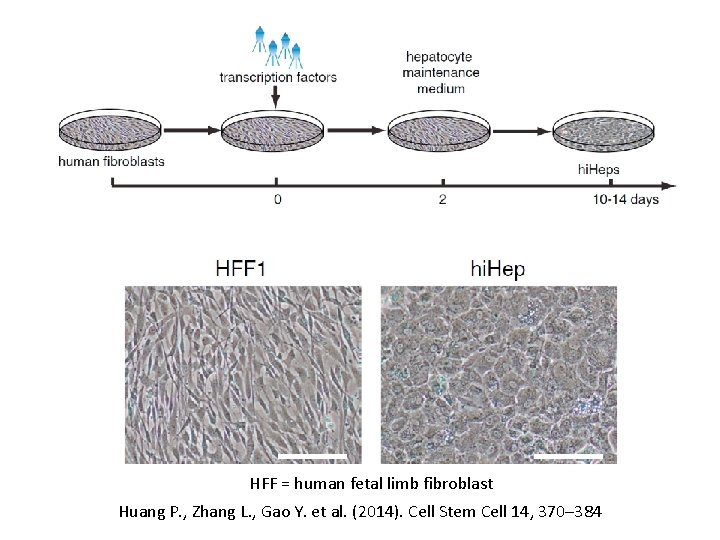 HFF = human fetal limb fibroblast Huang P. , Zhang L. , Gao Y.