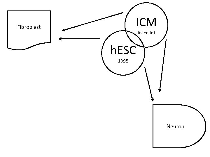 ICM Fibroblast tisíce let h. ESC 1998 Neuron 