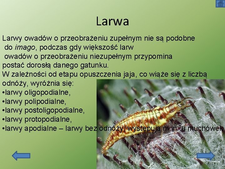 Larwa Larwy owadów o przeobrażeniu zupełnym nie są podobne do imago, podczas gdy większość