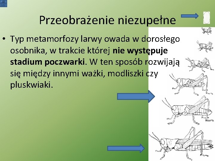 Przeobrażenie niezupełne • Typ metamorfozy larwy owada w dorosłego osobnika, w trakcie której nie