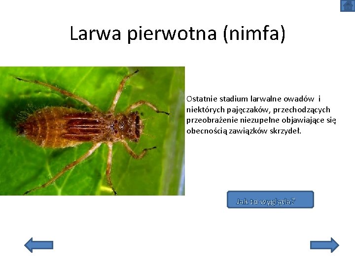 Larwa pierwotna (nimfa) Ostatnie stadium larwalne owadów i niektórych pajęczaków, przechodzących przeobrażenie niezupełne objawiające