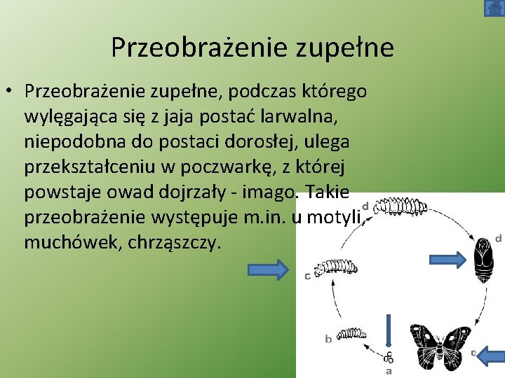 Przeobrażenie zupełne • Przeobrażenie zupełne, podczas którego wylęgająca się z jaja postać larwalna, niepodobna