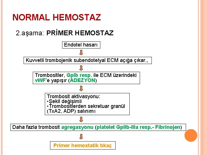 NORMAL HEMOSTAZ 2. aşama: PRİMER HEMOSTAZ Endotel hasarı Kuvvetli trombojenik subendotelyal ECM açığa çıkar.