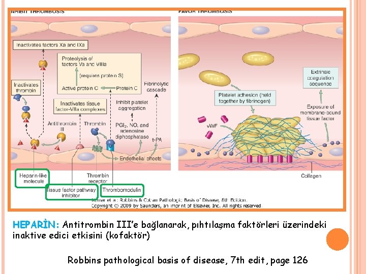 HEPARİN: Antitrombin III’e bağlanarak, pıhtılaşma faktörleri üzerindeki inaktive edici etkisini (kofaktör) Robbins pathological basis